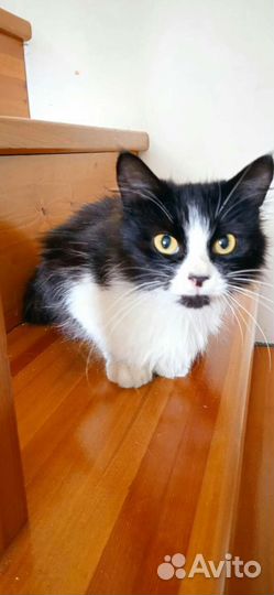 Кошечка 8 мес стерилизована