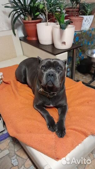 Щенки кане Корсо