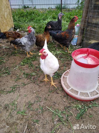 Продам петухов