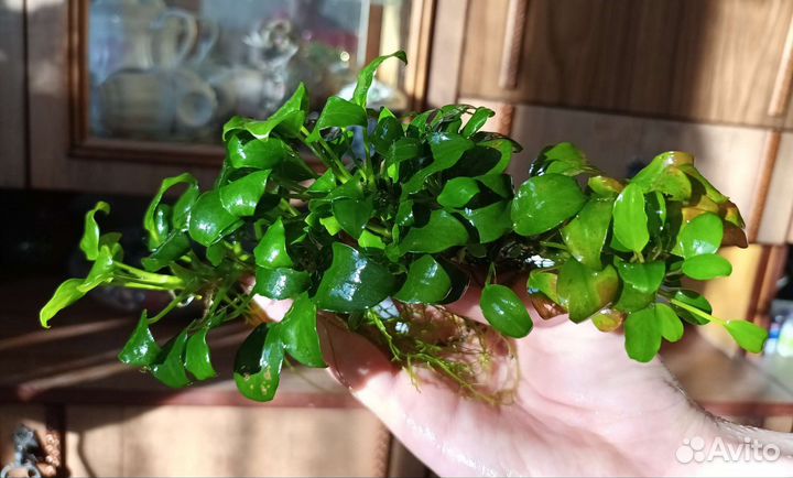 Криптокорина, Буцифаландры, Стаурогин и тд