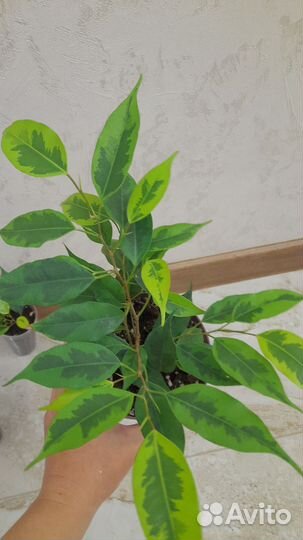 Фикус бенджамина подросток