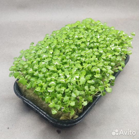 Микрозелень Базилика