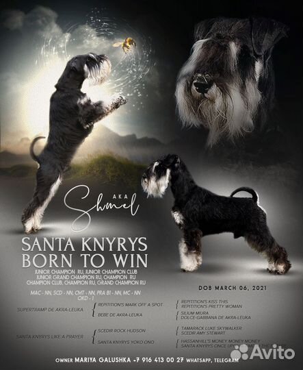 Цвергшнауцер вязка