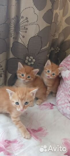 Отдам в добрые руки