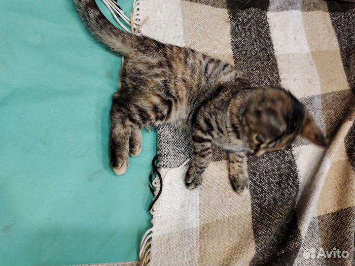 Котенок в добрые ручки