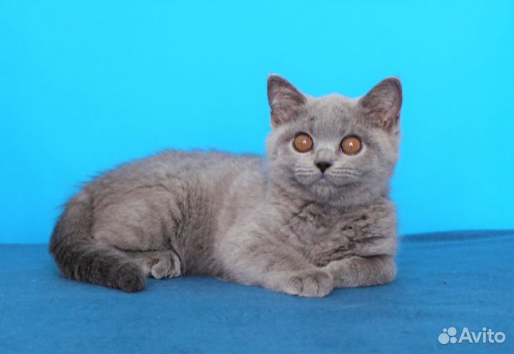 Британские котята классических окрасов