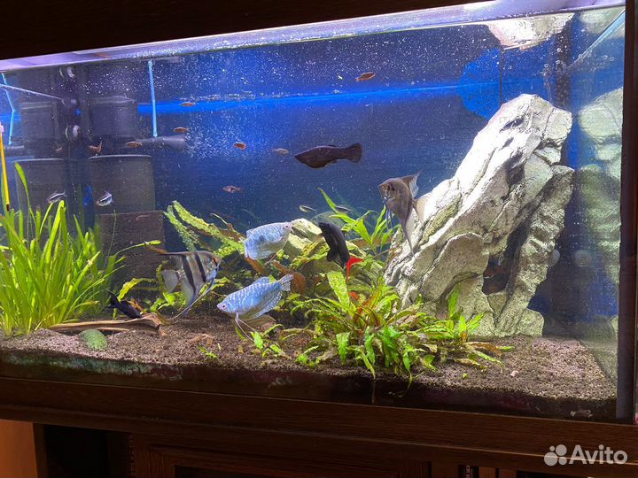 Аквариум