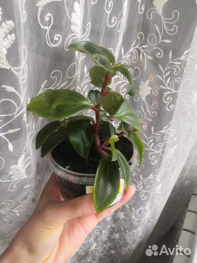 Аихризон дерево Любви