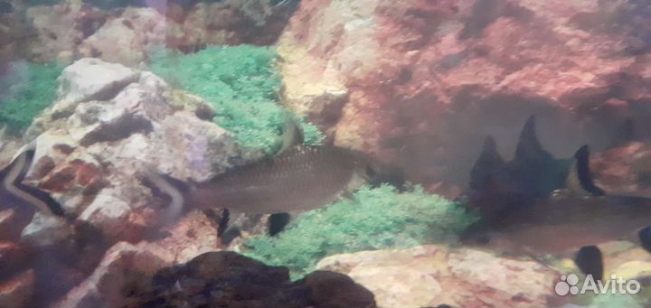 Аквариумные рыбки