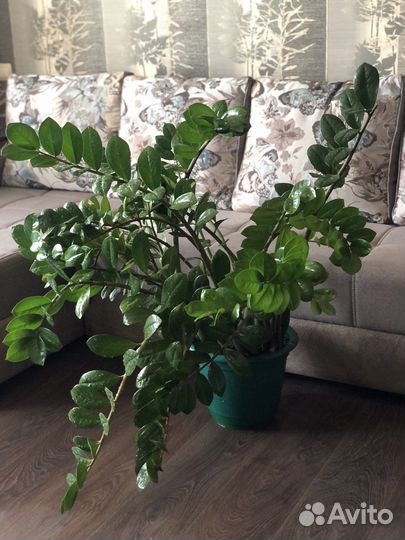 Замиокулькас (долларовое дерево)