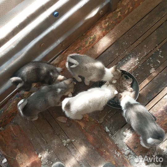 Продам щенков лайки