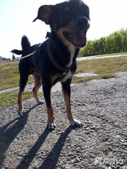 Собака в добрые руки