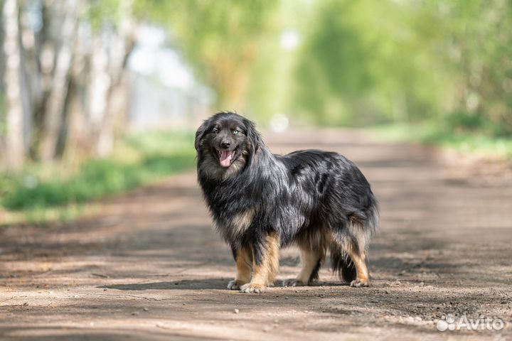 Шикарная собакам медленно увядает в вольере