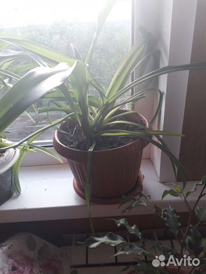 Хлорофитум