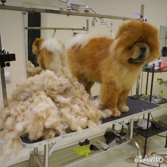 Мытье собак/Экспресс -линька/Груминг