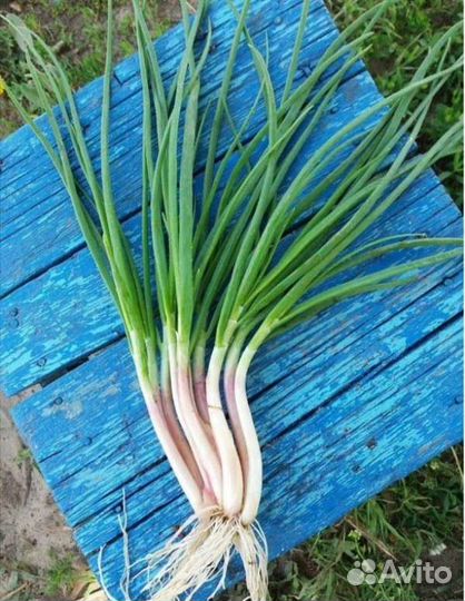 Лук шалот семейный