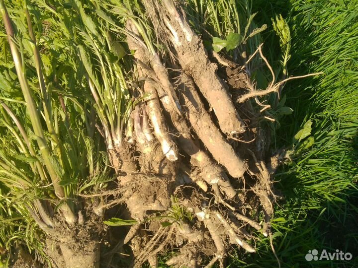 Свежий хрен