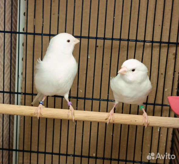 Канарейки цветные. Жёлтые и белые рецессивные