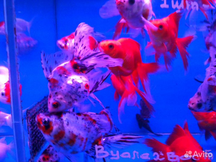 Аквариумные рыбки и растения в туле