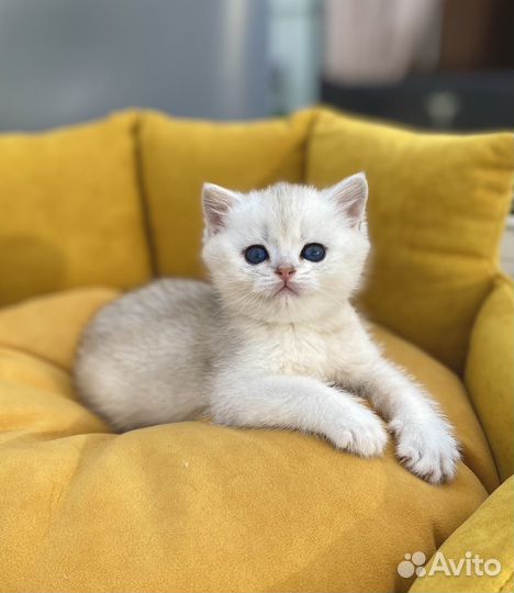 Котёнок - комочек счастья в семью
