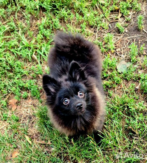 Собаки щенки шпиц