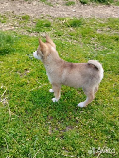 Щенки лайки