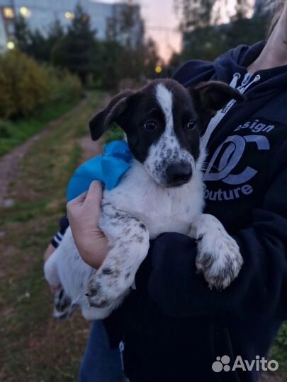 Щенок в добрые руки