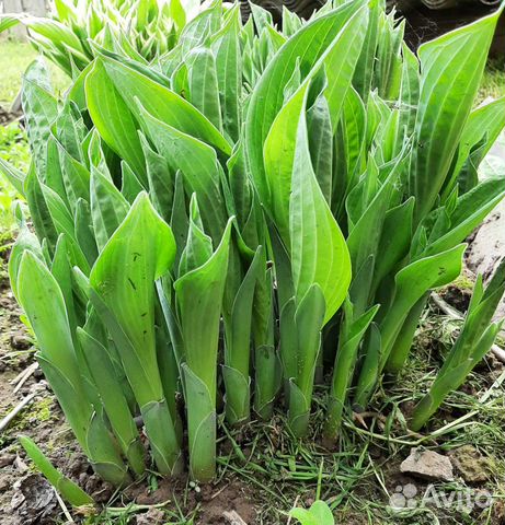 Хоста подорожниковая