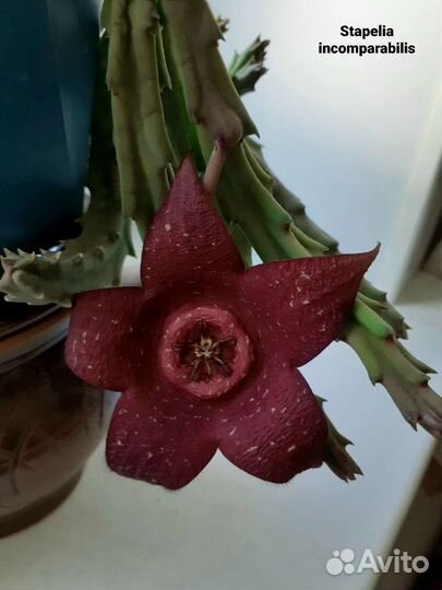 Стапелия, гуэрния, орбея и другие
