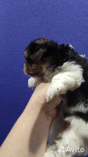 Бивер йоркширский терьер