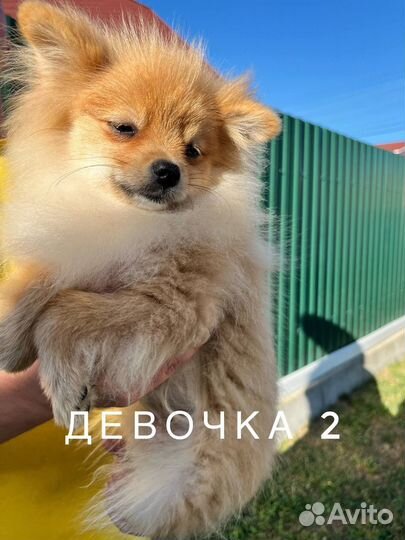 Щенки померанского шпица девочки