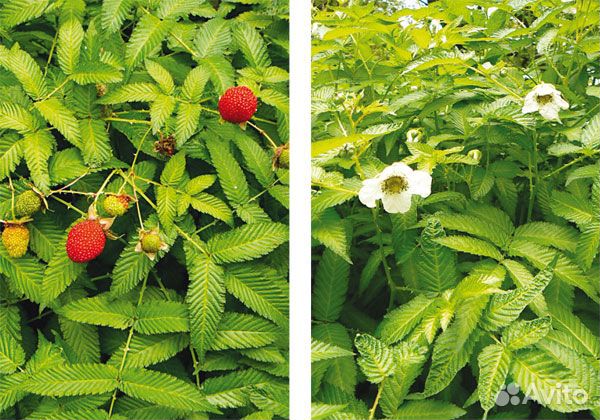 Тибетская малина или Малиника, 4 шт