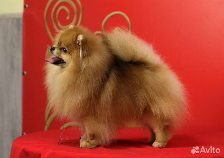 Чемпион для вязок