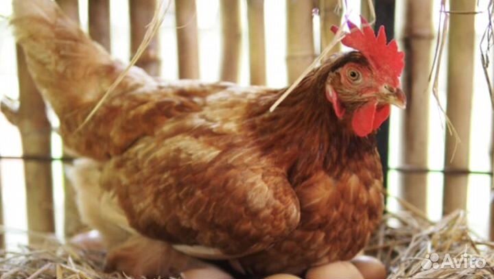 Куры несушки с доставкой