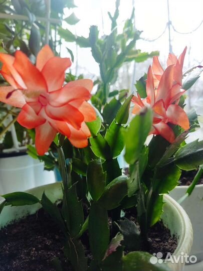 Комнатные растения