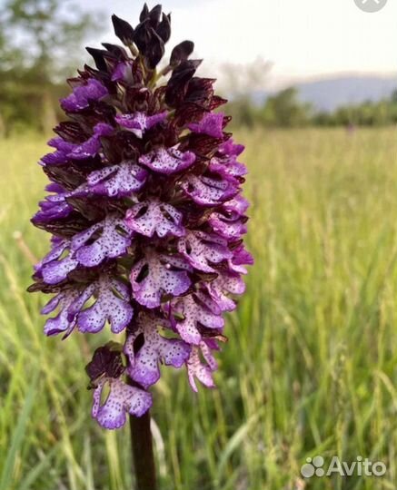 Корень ятрышника