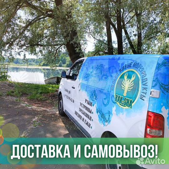 Креветка Северная Азовская Черноморская