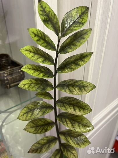 Замиокулькас Лонг лиф, Акебоно, Зензи