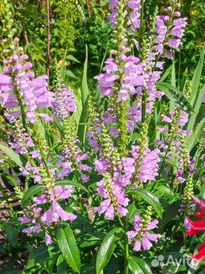 Многолетники