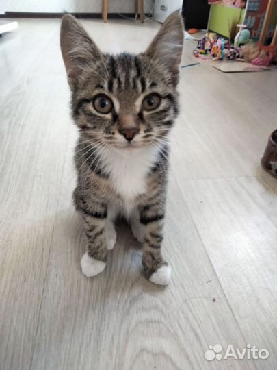 Котенок