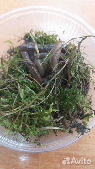 Червь выползок, для рыбалки