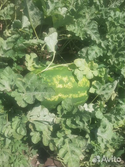 Арбуз каристан