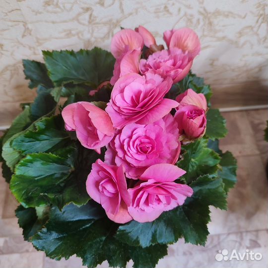 Бегония розовая