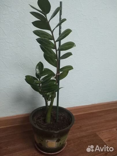 Комнатные цветы