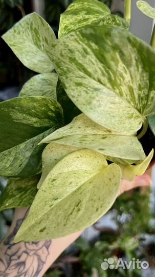 Эпипремнумы