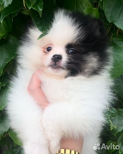 Шпиц девочка триколор