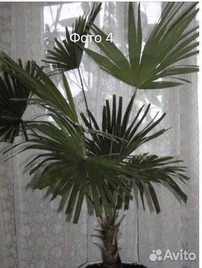 Пальма Арека,веерная пальма,Хамедорея