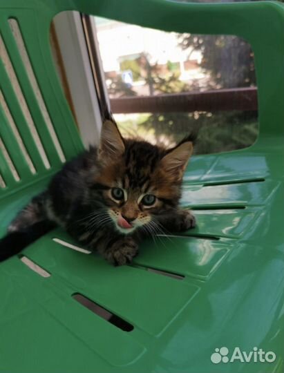 Котята Мейн-кун