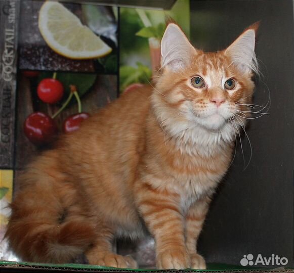 Мейн-кун котик 4 мес