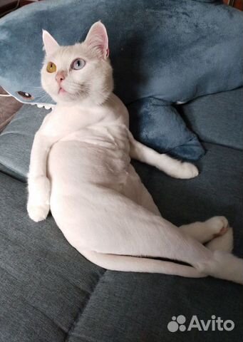 Стрижка кошек и собак